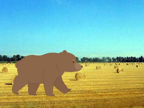 Grizzly Bear Searching for food forever