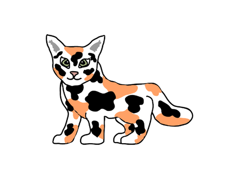 Calico Cat!
