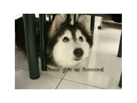 Husky memes-cuz i luv huskies