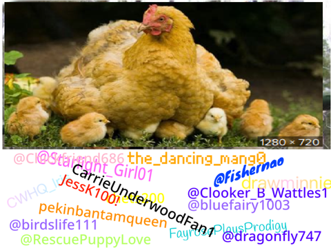 Sign if you love chickens remix remix remix