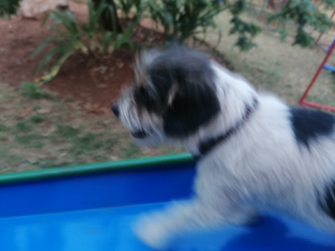 here are my doggies :3