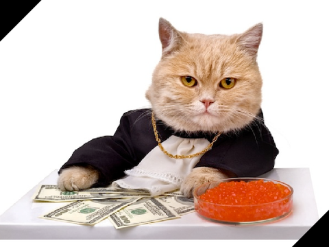 fun cat