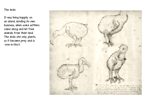 Dodo; extinct species Version1