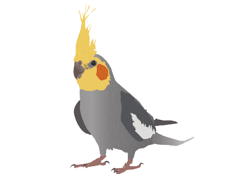 Cockatiel Art