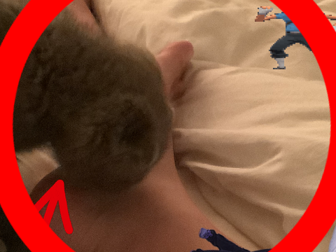 my cat