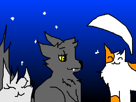 the night cat