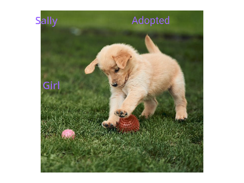 Adopt a puppy