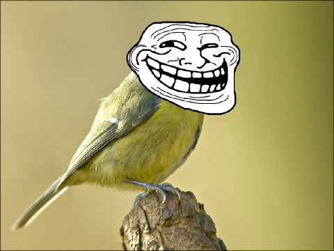 Every Bird Ever.
