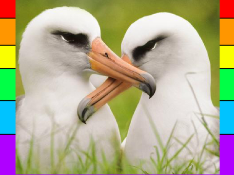 gay animals to make you feel valid :D