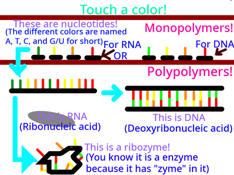 DNA