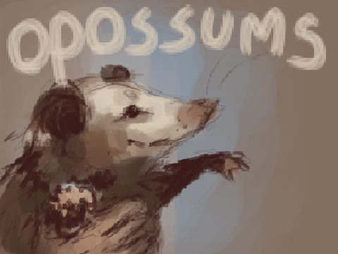 - opossums -