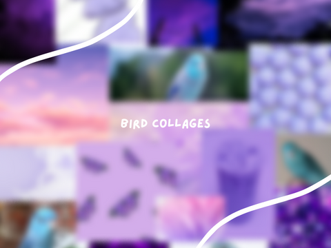 b i r d   c o l l a g e s