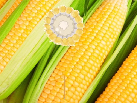 Shoot the corn(EXTREME)(VERY EXTREME) remix