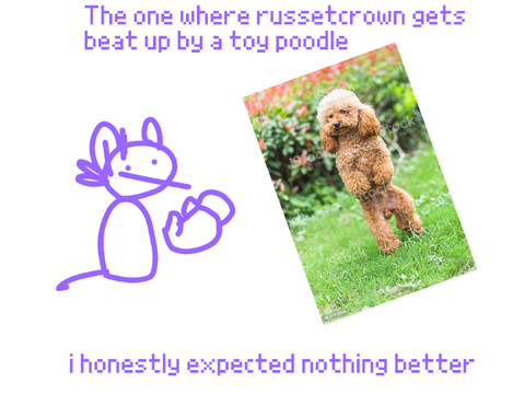 toy poodle>russetcrown - TFCRP srp