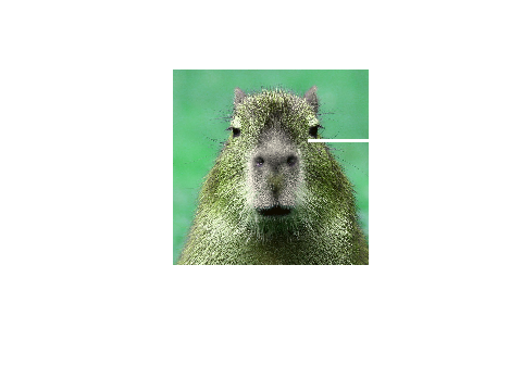 dont click the capybara
