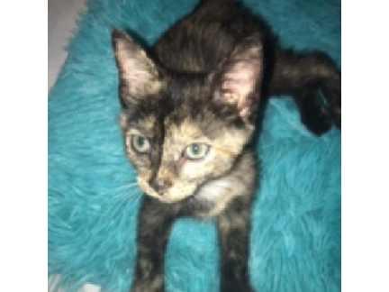 THIS IS SO LATE BUT I GOT A KITTEN