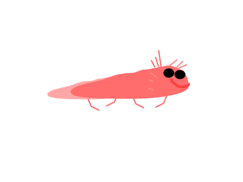 Ajolote 
