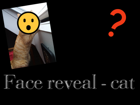Face reveal - cat