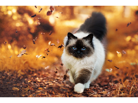  cat art