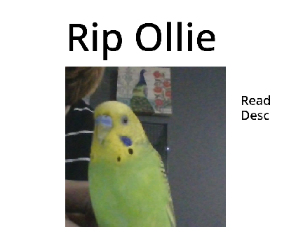 Rip Ollie 