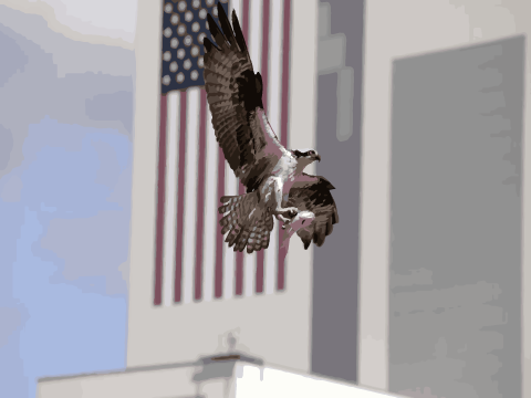 Osprey at KSC