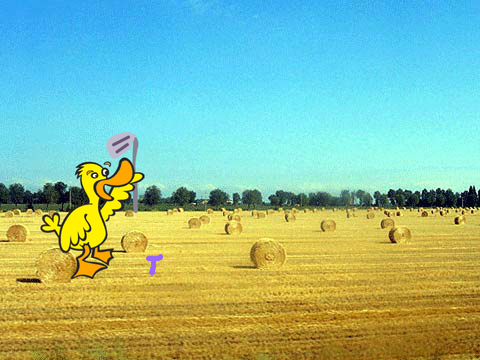 Golf Duck