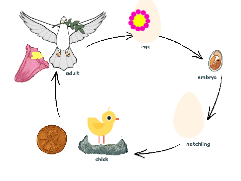 Life cycle of a bird remix
