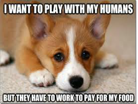 funny dog memes mobile version