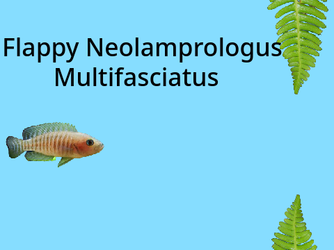 Flappy Neolamprologus Multifasciatus