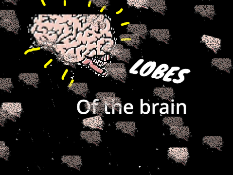 Lobes of the brain