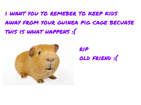 ~my guinea pig died :(~
