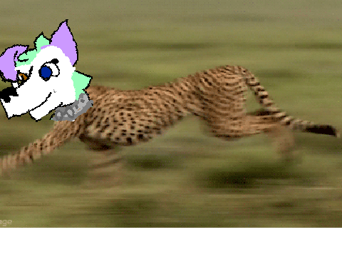 I added my fabulous face on a cheetah |MintyPup|