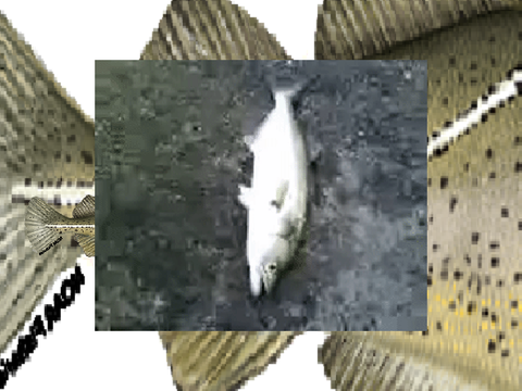 codfish improved improved improved
