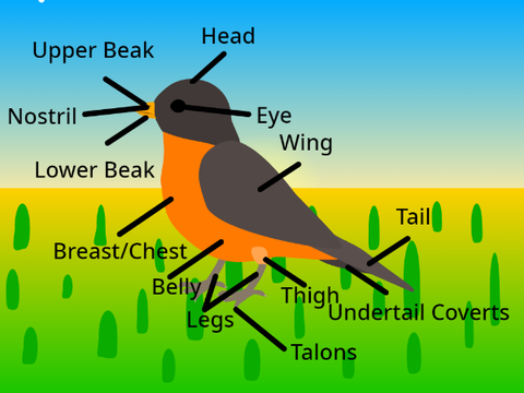 Robin.