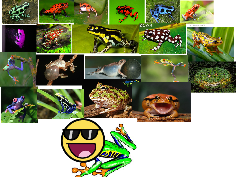 frogs
