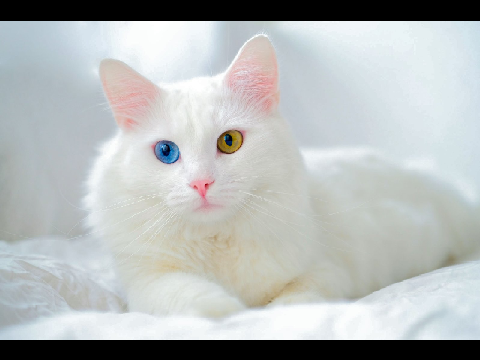 Cat slideshow!