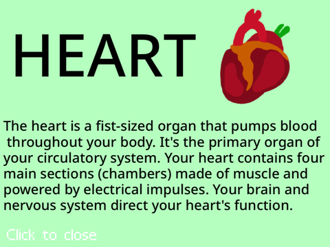 The human body