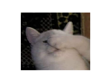 - daizyyy -