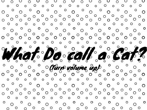 What do you call a cat?