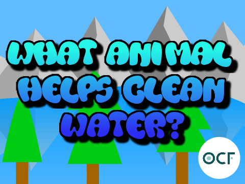 #1 - What Animal Helps Clean Water?