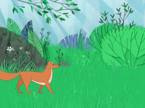 The Fox Journey!!!