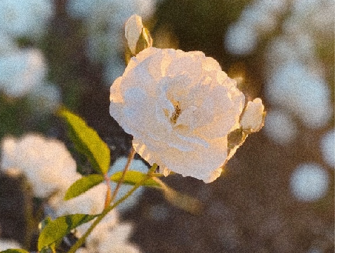 ♥