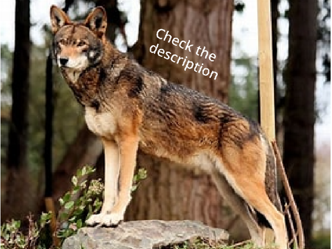 Save The Red Wolves!!! remix remix