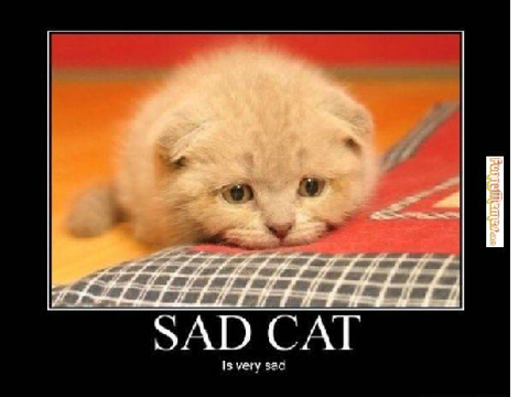Cute cat memes!