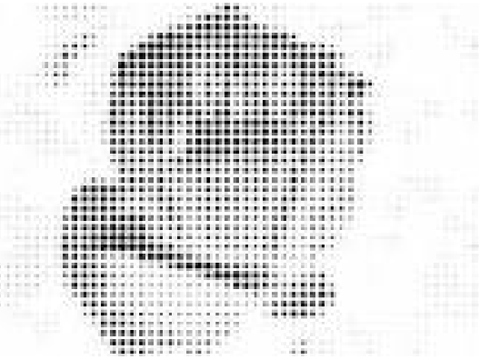 dot rose