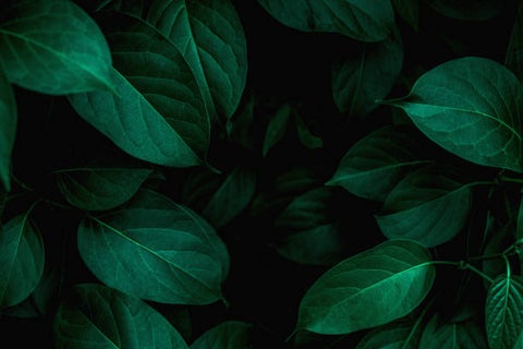 ༻