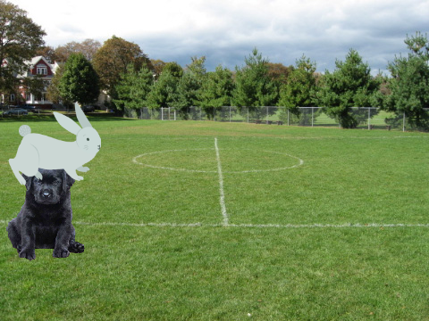 My Dog In The Backyard