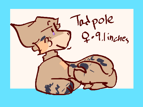 [ the ever-watching winter ༅ tadpole application ]