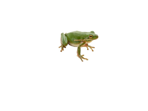the frog flip