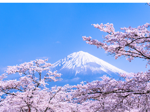 櫻花  桜